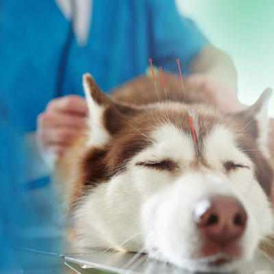 Especialidade Veterinária Acupuntura