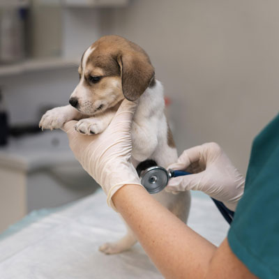 Especialidade Veterinária Cardiologia