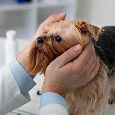 Especialidade Veterinária Dermatologia