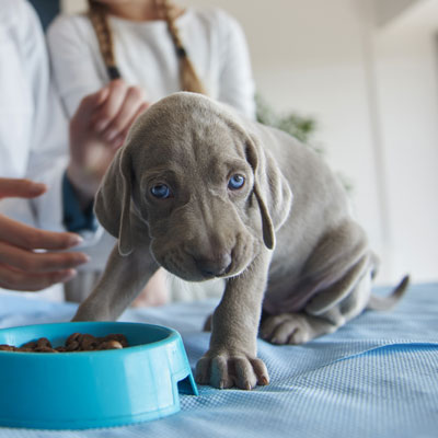 Especialidade Veterinária Gastroenterologia