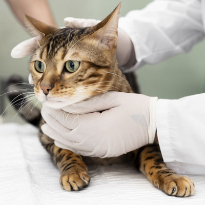 Especialidade Veterinária Medicina Felina