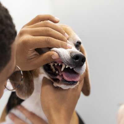 Especialidade Veterinária Odontologia