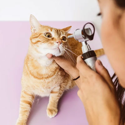 Especialidade Veterinária Oftalmologia