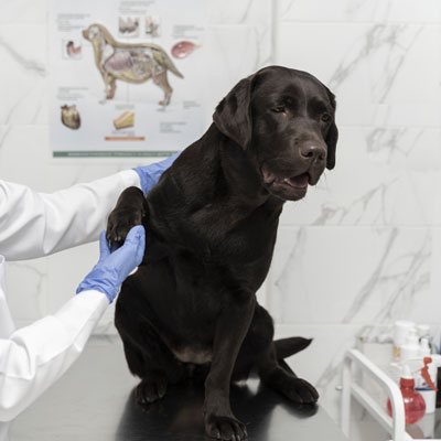 Especialidade Veterinária Ortopedia